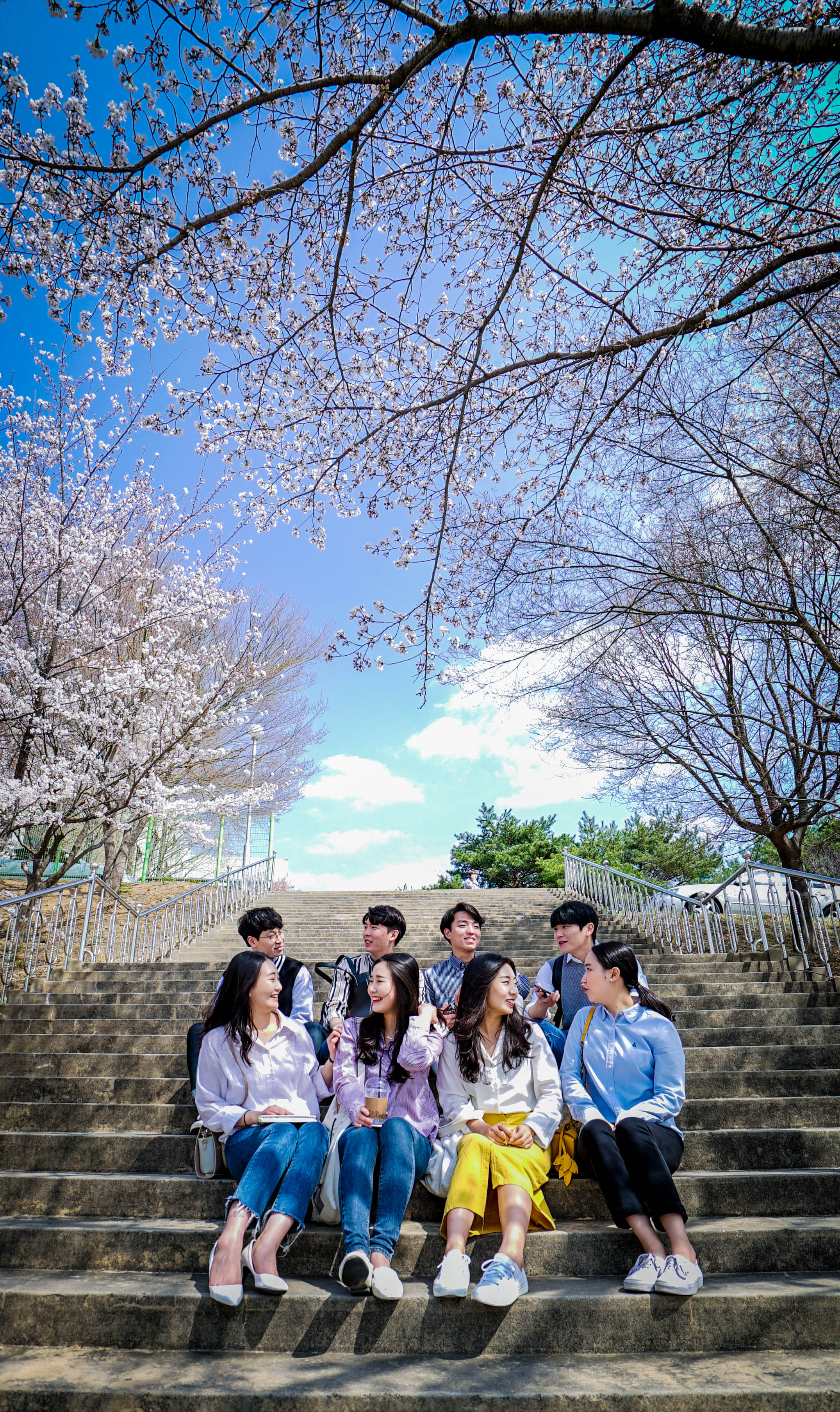 벚꽃스케치
