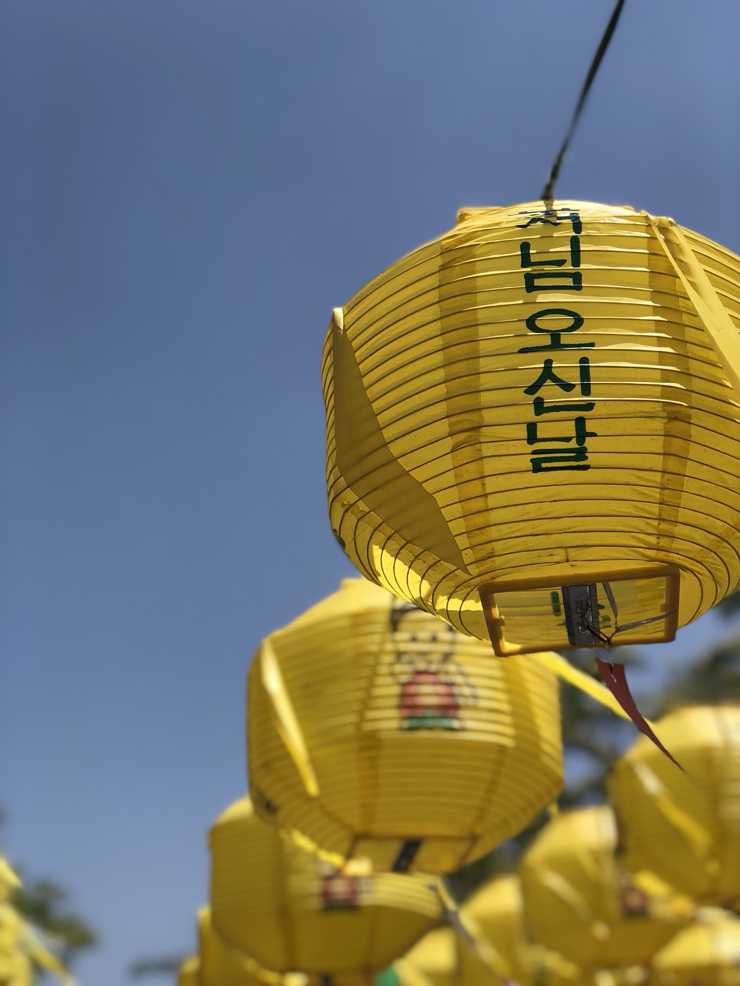 교내 연등사진