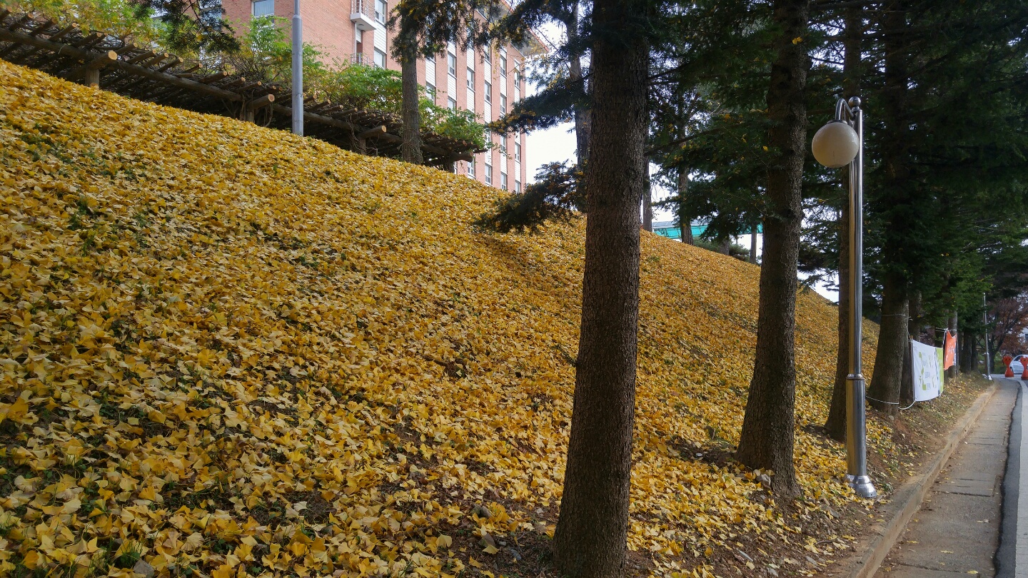 [공모] 노란 언덕